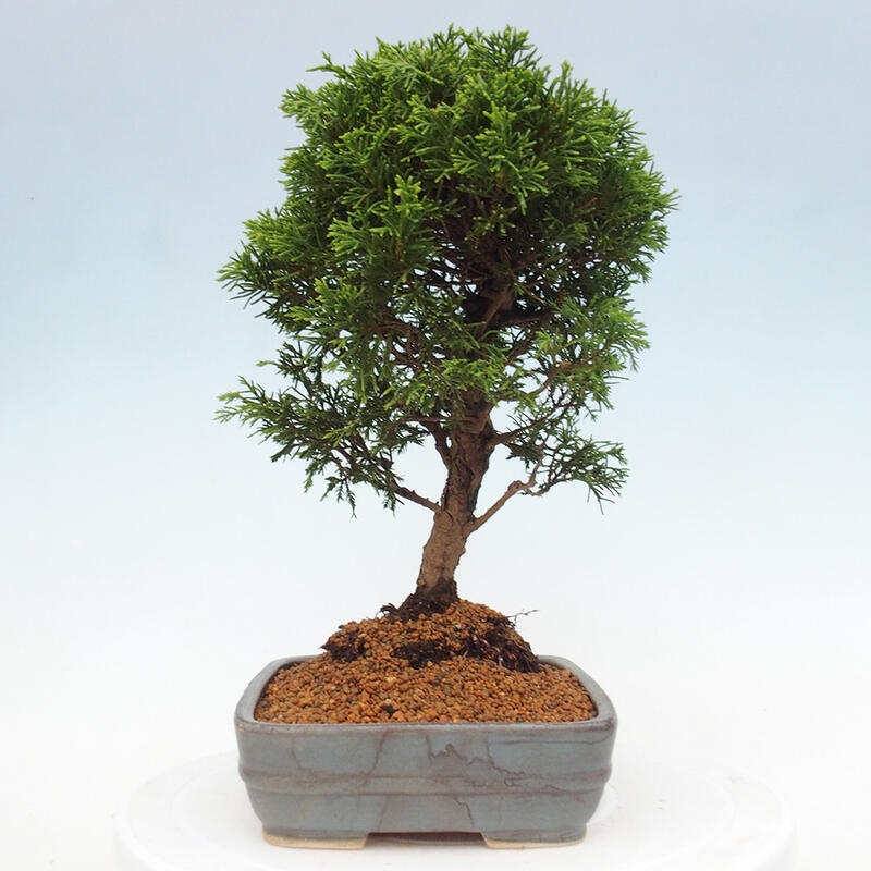 Vonkajší bonsai - Juniperus chinensis Itoigawa -Jalovec čínsky