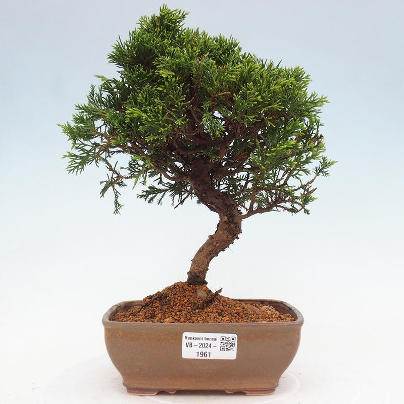 Vonkajší bonsai - Juniperus chinensis Itoigawa -Jalovec čínsky