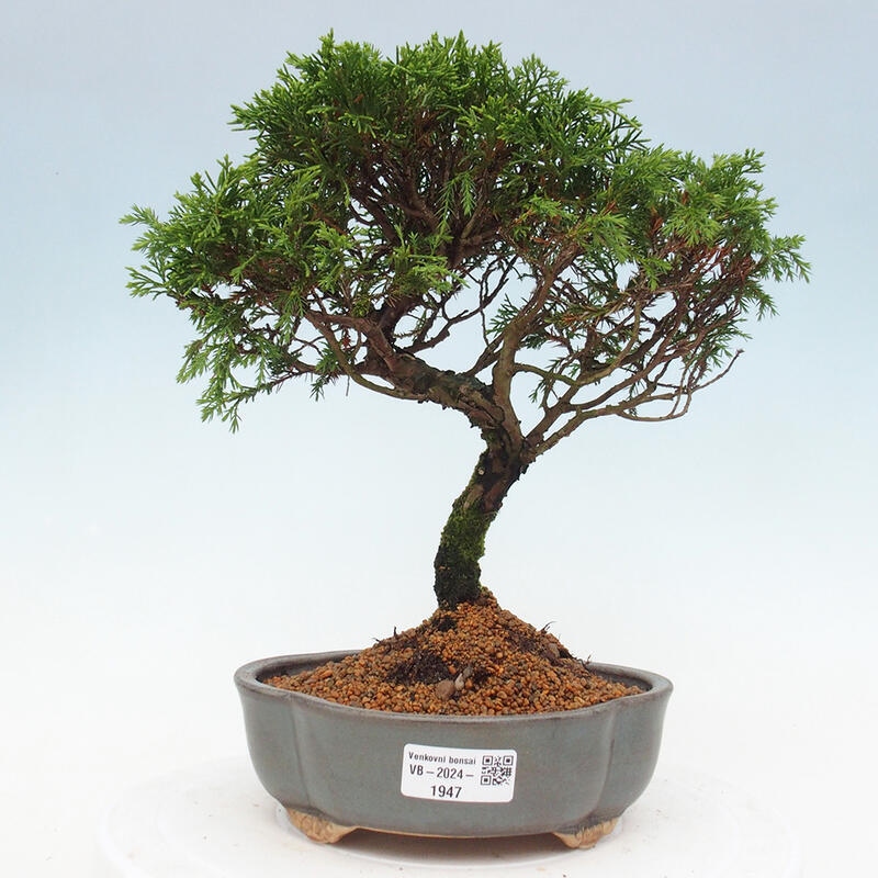 Vonkajší bonsai - Juniperus chinensis Itoigawa -Jalovec čínsky