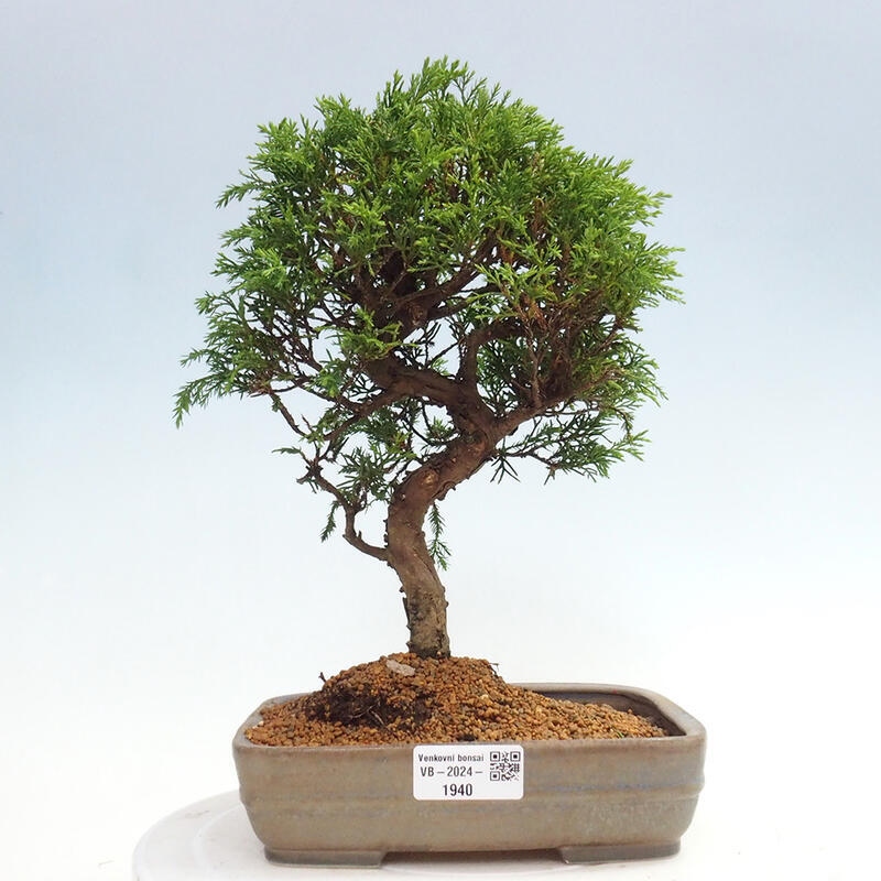 Vonkajší bonsai - Juniperus chinensis Itoigawa -Jalovec čínsky