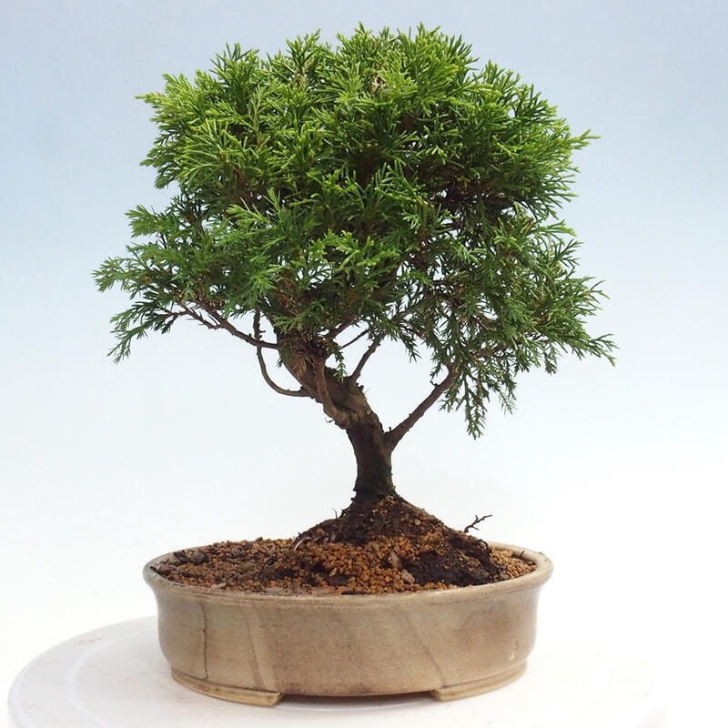 Vonkajší bonsai - Juniperus chinensis Itoigawa -Jalovec čínsky