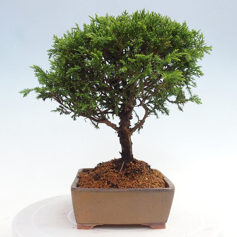 Vonkajší bonsai - Juniperus chinensis Itoigawa -Jalovec čínsky
