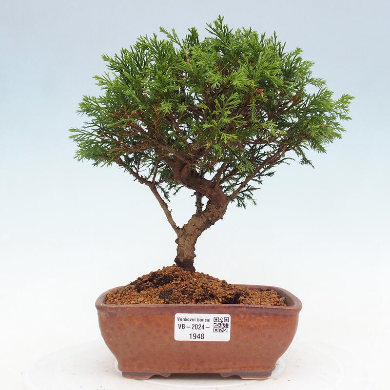 Vonkajší bonsai - Juniperus chinensis Itoigawa -Jalovec čínsky