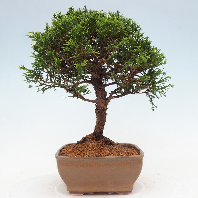 Vonkajší bonsai - Juniperus chinensis Itoigawa -Jalovec čínsky