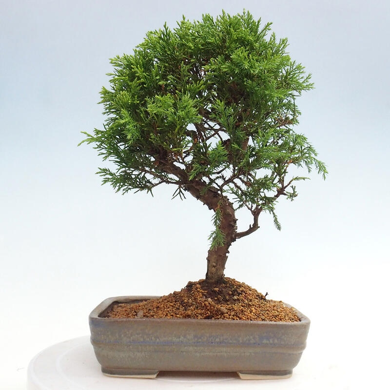 Vonkajší bonsai - Juniperus chinensis Itoigawa -Jalovec čínsky
