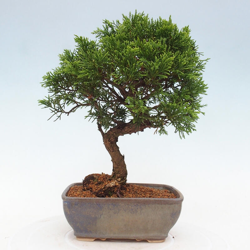 Vonkajší bonsai - Juniperus chinensis Itoigawa -Jalovec čínsky