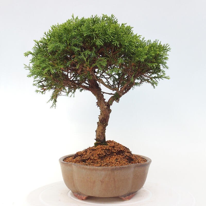 Vonkajší bonsai - Juniperus chinensis Itoigawa -Jalovec čínsky