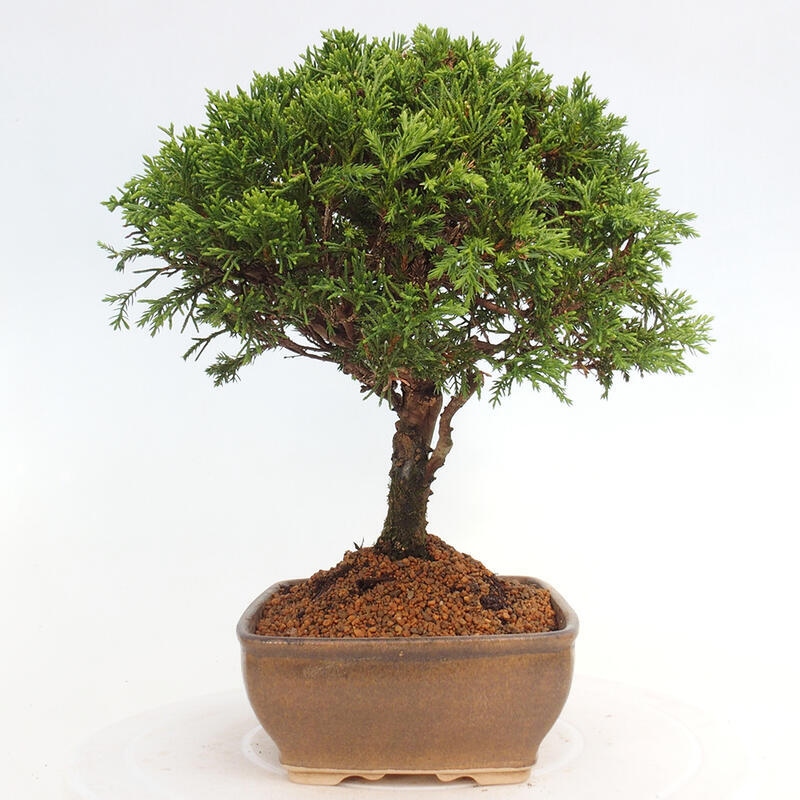 Vonkajší bonsai - Juniperus chinensis Itoigawa -Jalovec čínsky