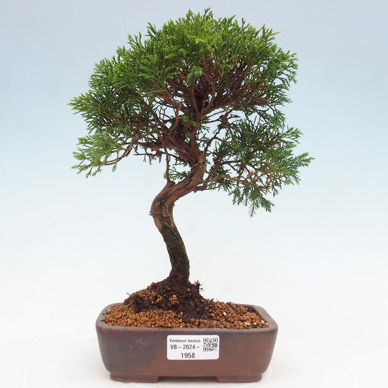 Vonkajší bonsai - Juniperus chinensis Itoigawa -Jalovec čínsky