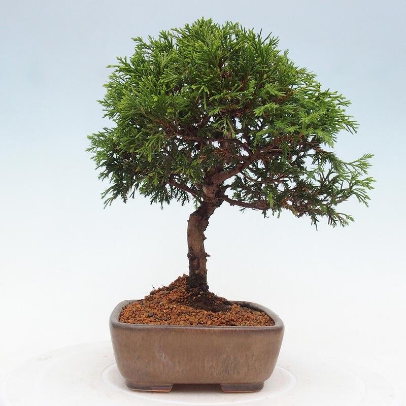 Vonkajší bonsai - Juniperus chinensis Itoigawa -Jalovec čínsky