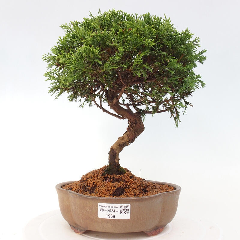 Vonkajší bonsai - Juniperus chinensis Itoigawa -Jalovec čínsky