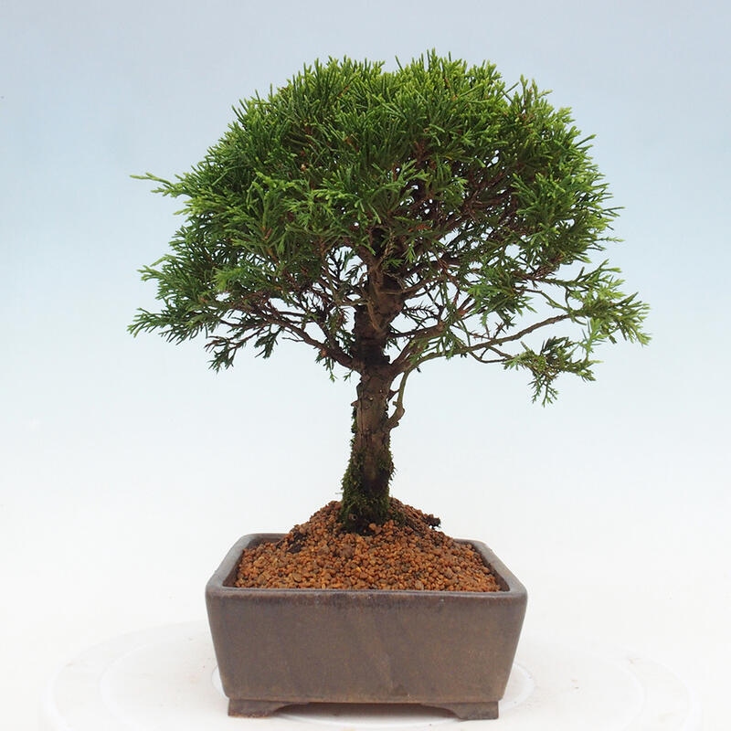 Vonkajší bonsai - Juniperus chinensis Itoigawa -Jalovec čínsky