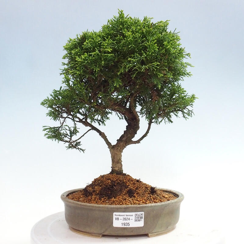 Vonkajší bonsai - Juniperus chinensis Itoigawa -Jalovec čínsky