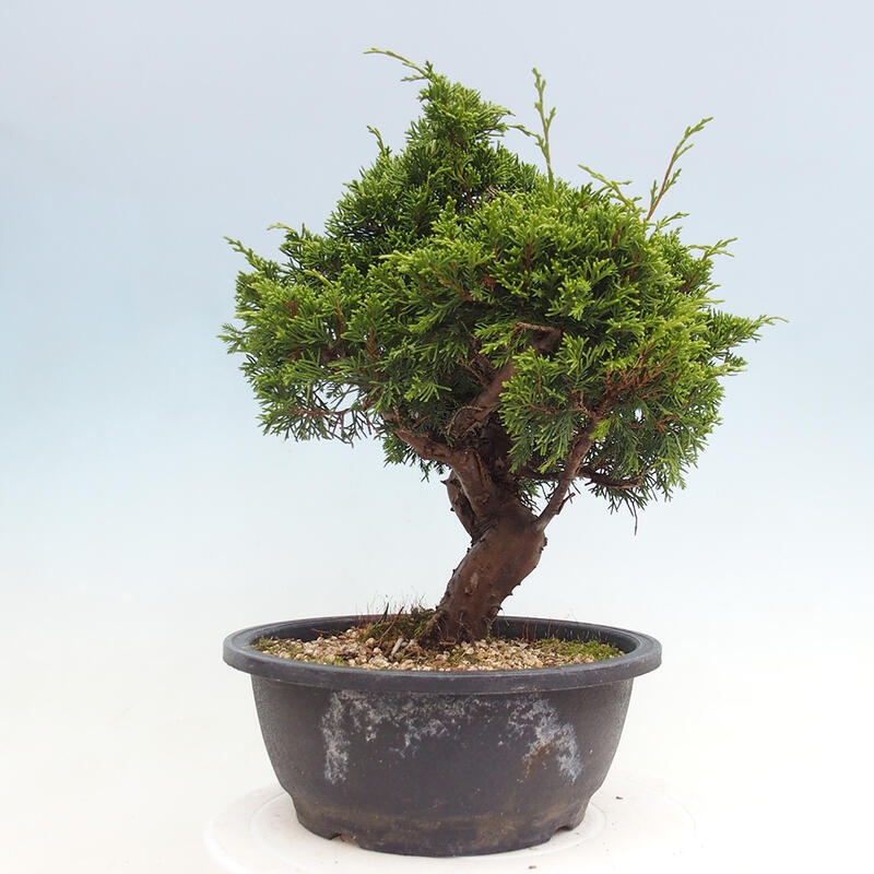 Vonkajší bonsai - Juniperus chinensis Itoigawa -Jalovec čínsky