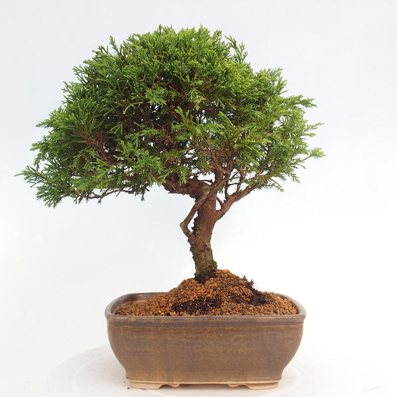 Vonkajší bonsai - Juniperus chinensis Itoigawa -Jalovec čínsky