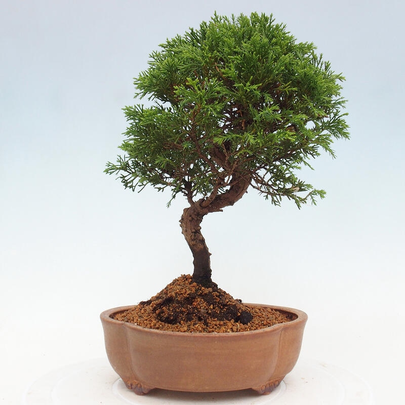 Vonkajší bonsai - Juniperus chinensis Itoigawa -Jalovec čínsky
