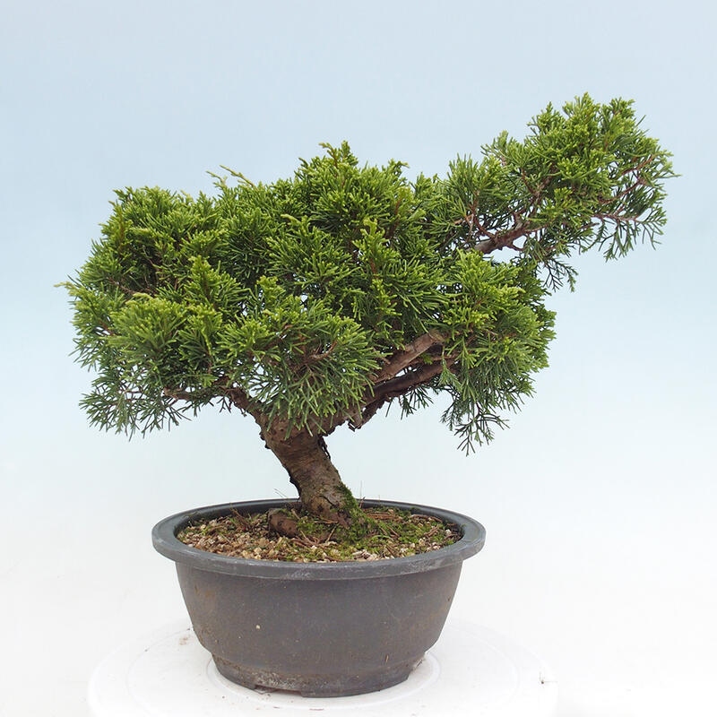 Vonkajší bonsai - Juniperus chinensis Itoigawa -Jalovec čínsky