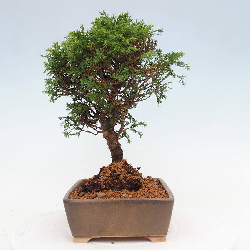 Vonkajší bonsai - Juniperus chinensis Itoigawa -Jalovec čínsky