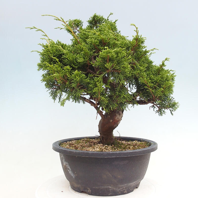 Vonkajší bonsai - Juniperus chinensis Itoigawa -Jalovec čínsky
