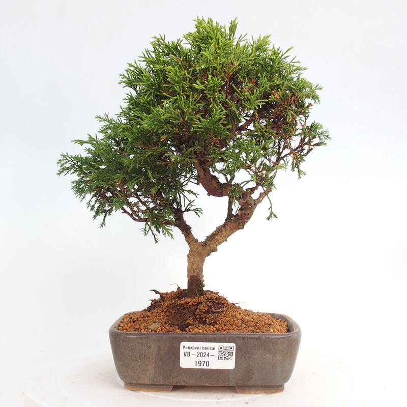 Vonkajší bonsai - Juniperus chinensis Itoigawa -Jalovec čínsky