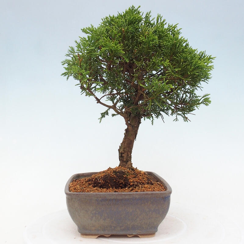 Vonkajší bonsai - Juniperus chinensis Itoigawa -Jalovec čínsky