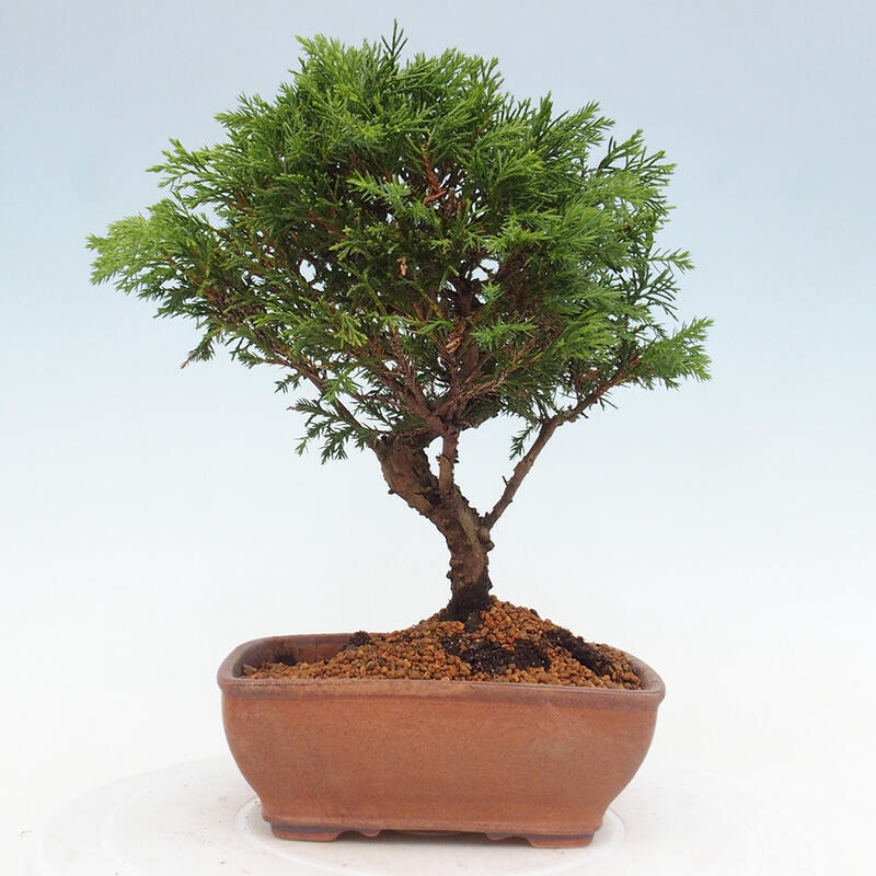 Vonkajší bonsai - Juniperus chinensis Itoigawa -Jalovec čínsky