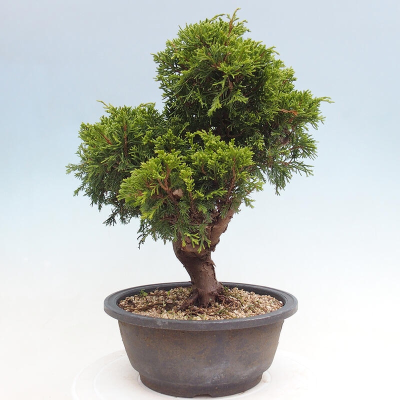 Vonkajší bonsai - Juniperus chinensis Itoigawa -Jalovec čínsky