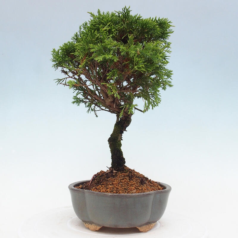 Vonkajší bonsai - Juniperus chinensis Itoigawa -Jalovec čínsky