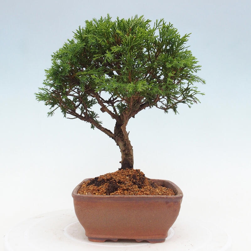 Vonkajší bonsai - Juniperus chinensis Itoigawa -Jalovec čínsky