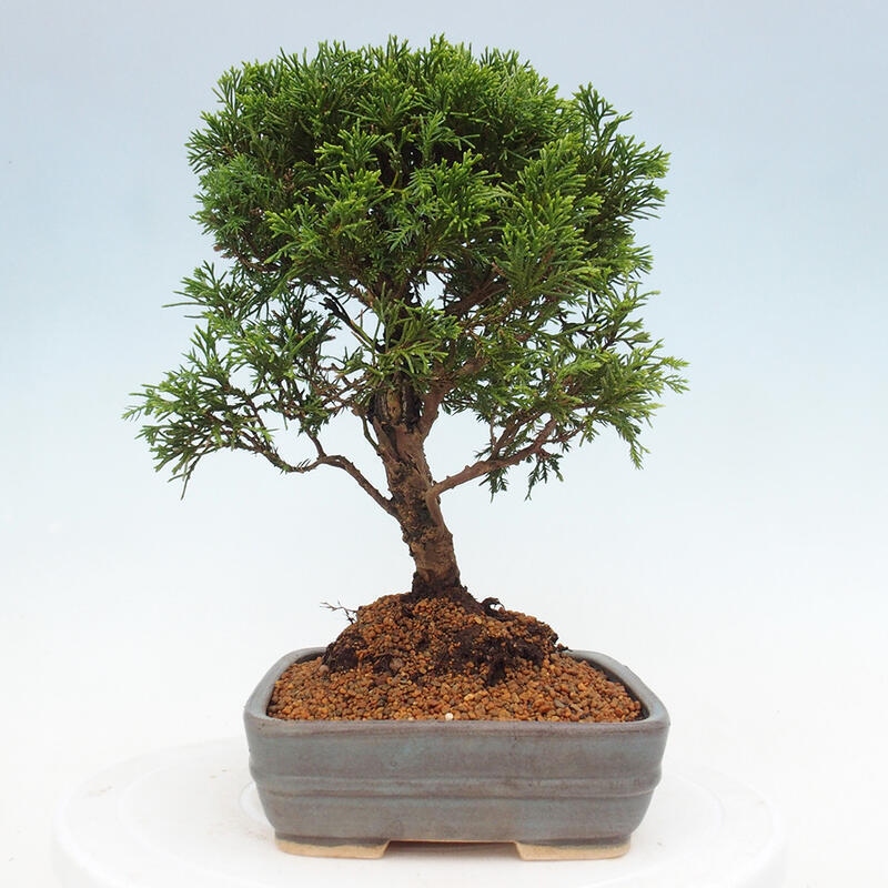 Vonkajší bonsai - Juniperus chinensis Itoigawa -Jalovec čínsky