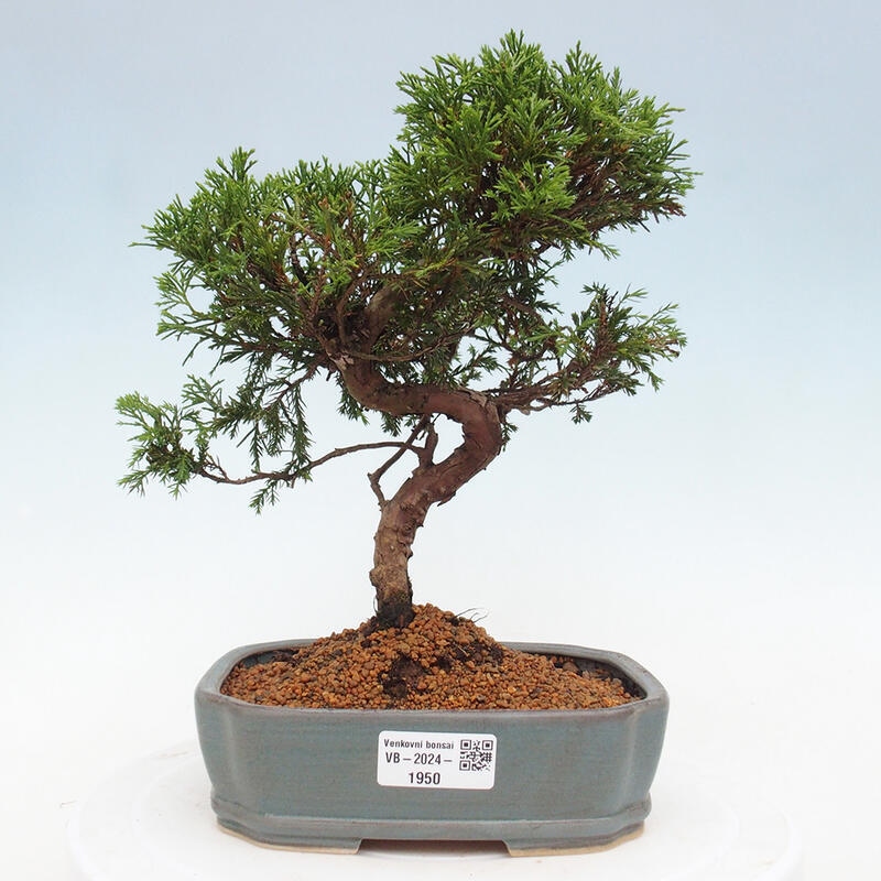 Vonkajší bonsai - Juniperus chinensis Itoigawa -Jalovec čínsky