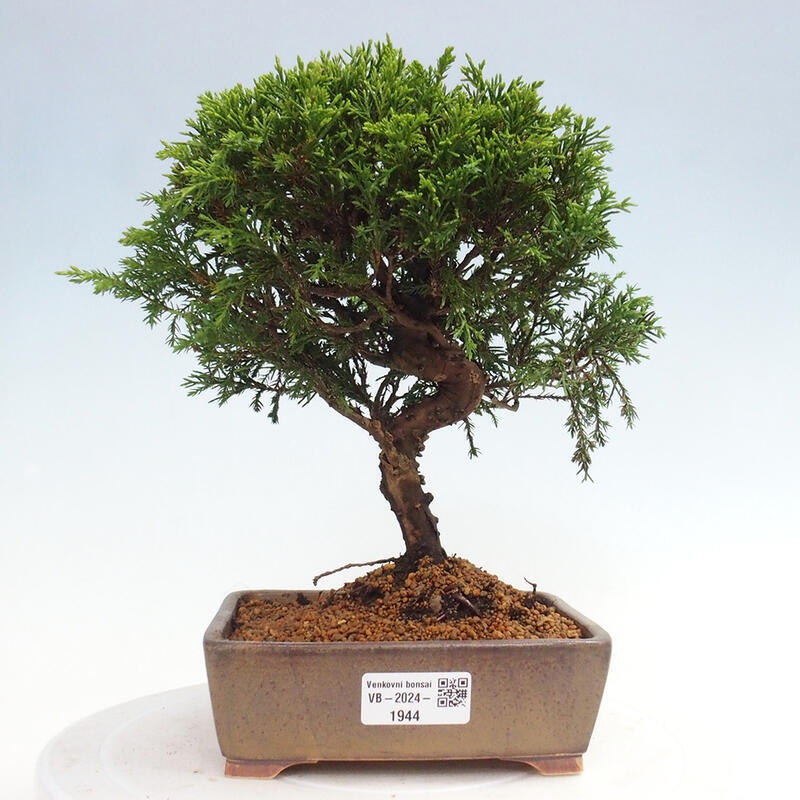 Vonkajší bonsai - Juniperus chinensis Itoigawa -Jalovec čínsky