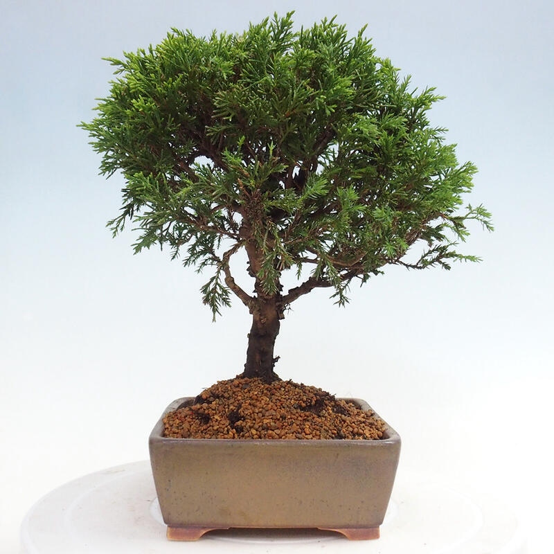 Vonkajší bonsai - Juniperus chinensis Itoigawa -Jalovec čínsky