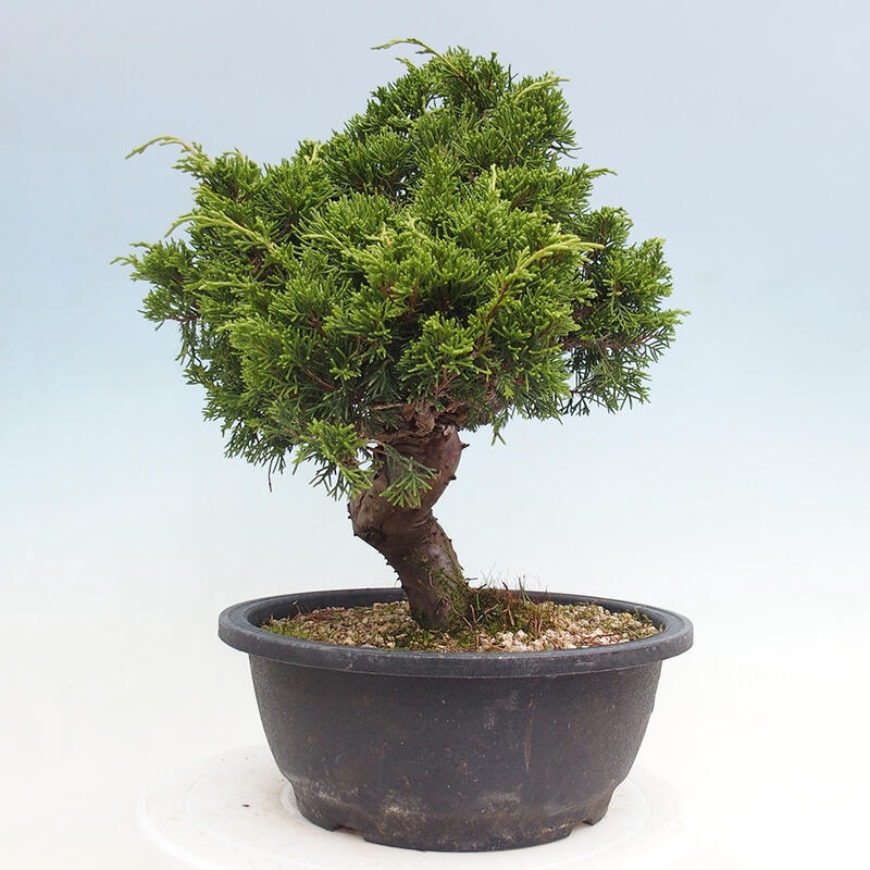 Vonkajší bonsai - Juniperus chinensis Itoigawa -Jalovec čínsky