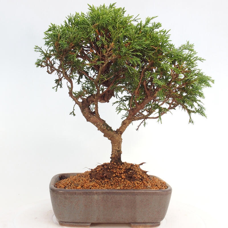 Vonkajší bonsai - Juniperus chinensis Itoigawa -Jalovec čínsky