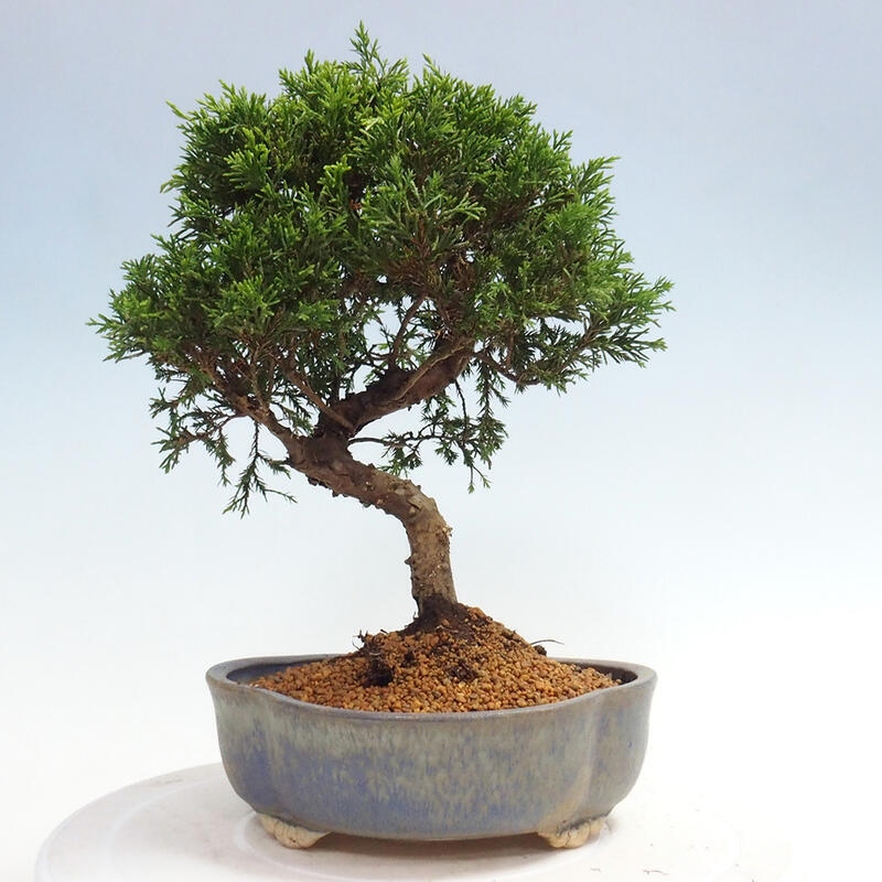 Vonkajší bonsai - Juniperus chinensis Itoigawa -Jalovec čínsky