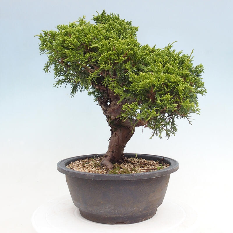 Vonkajší bonsai - Juniperus chinensis Itoigawa -Jalovec čínsky