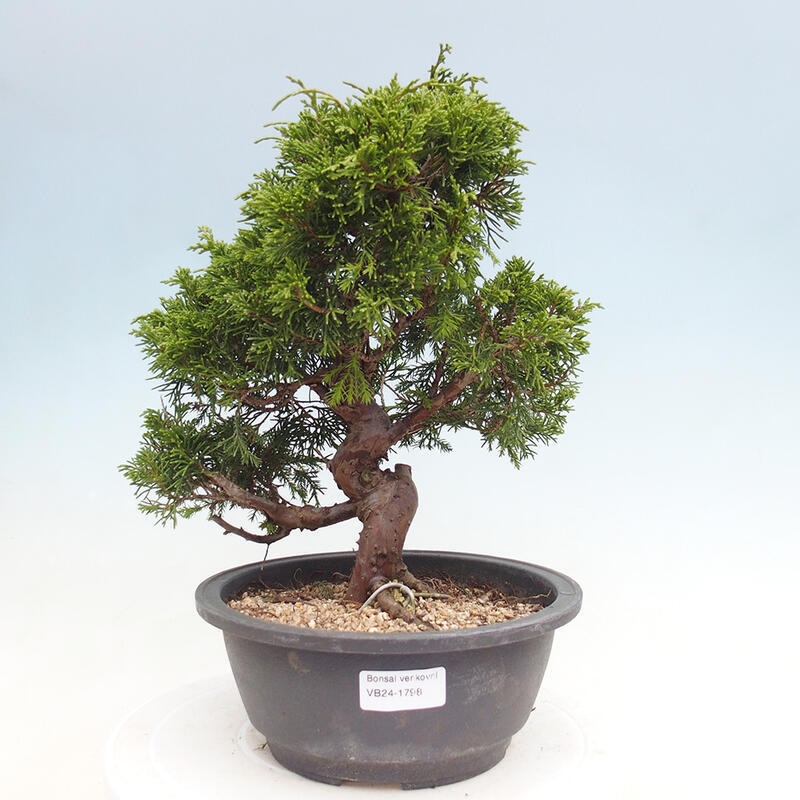 Vonkajší bonsai - Juniperus chinensis Itoigawa -Jalovec čínsky