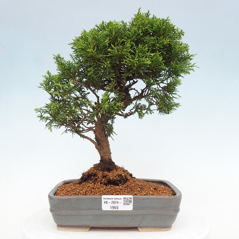Vonkajší bonsai - Juniperus chinensis Itoigawa -Jalovec čínsky