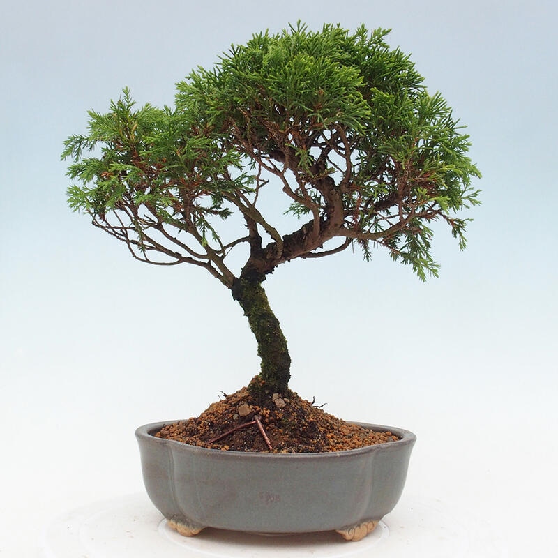 Vonkajší bonsai - Juniperus chinensis Itoigawa -Jalovec čínsky