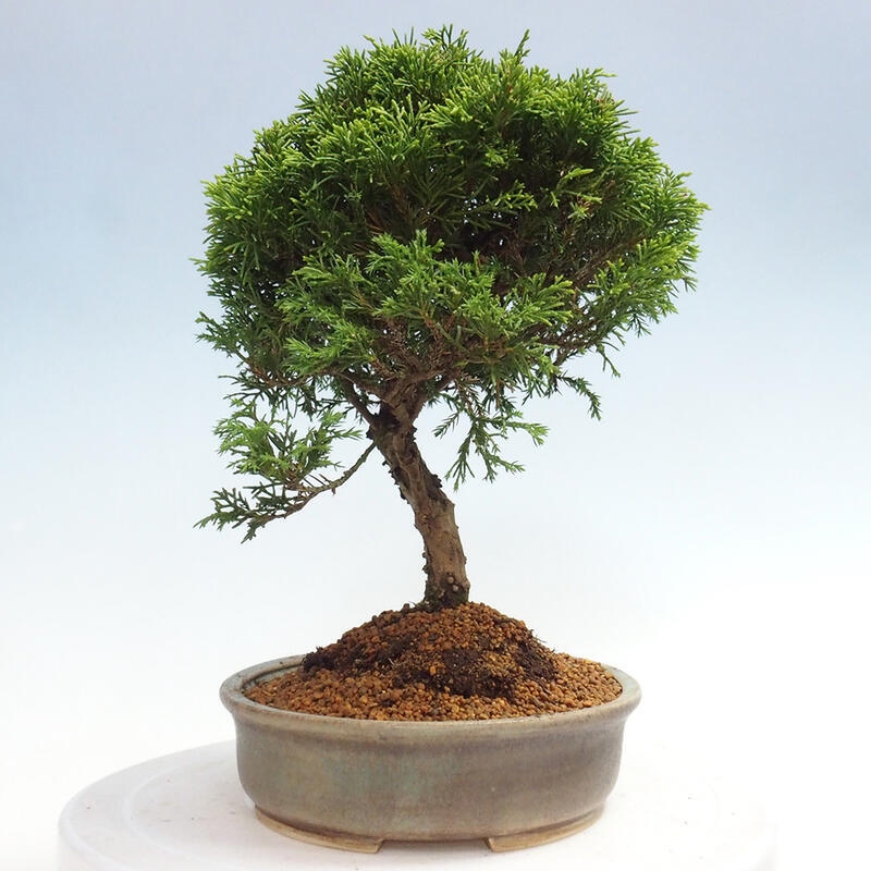 Vonkajší bonsai - Juniperus chinensis Itoigawa -Jalovec čínsky