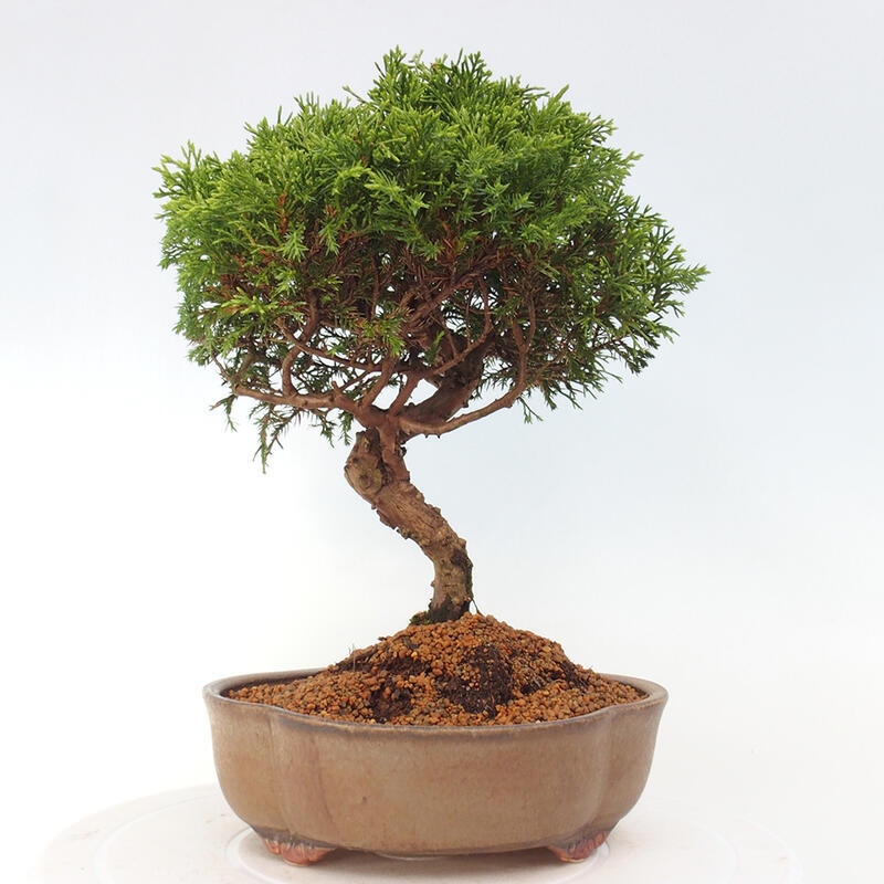 Vonkajší bonsai - Juniperus chinensis Itoigawa -Jalovec čínsky