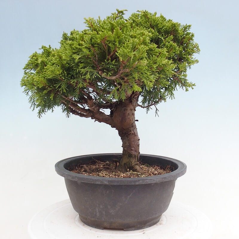 Vonkajší bonsai - Juniperus chinensis Itoigawa -Jalovec čínsky
