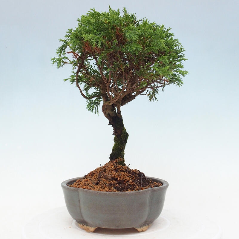 Vonkajší bonsai - Juniperus chinensis Itoigawa -Jalovec čínsky