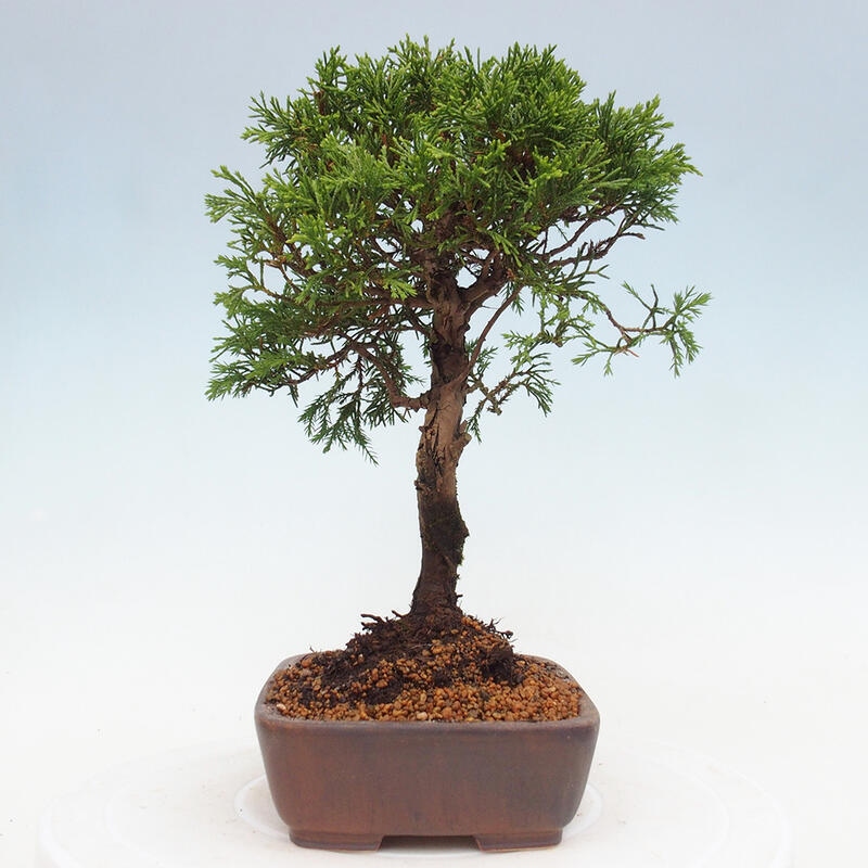 Vonkajší bonsai - Juniperus chinensis Itoigawa -Jalovec čínsky
