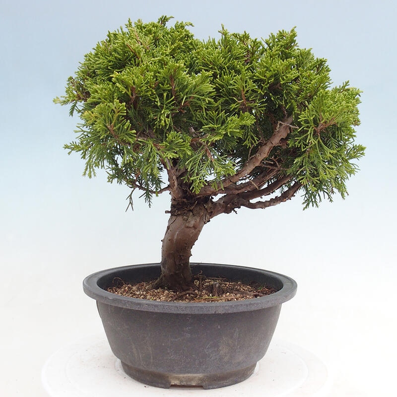 Vonkajší bonsai - Juniperus chinensis Itoigawa -Jalovec čínsky