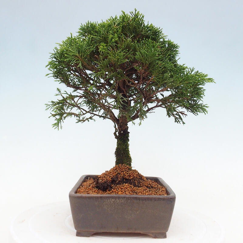 Vonkajší bonsai - Juniperus chinensis Itoigawa -Jalovec čínsky