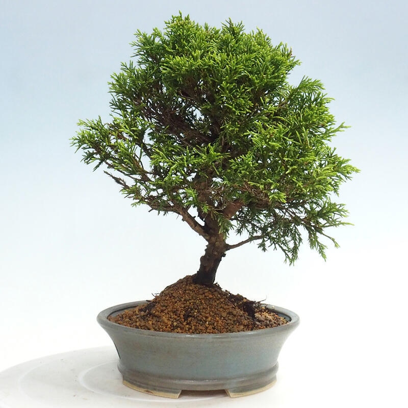 Vonkajší bonsai - Juniperus chinensis Itoigawa -Jalovec čínsky