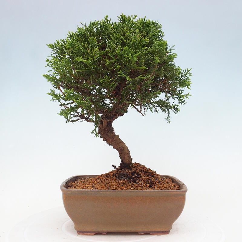 Vonkajší bonsai - Juniperus chinensis Itoigawa -Jalovec čínsky