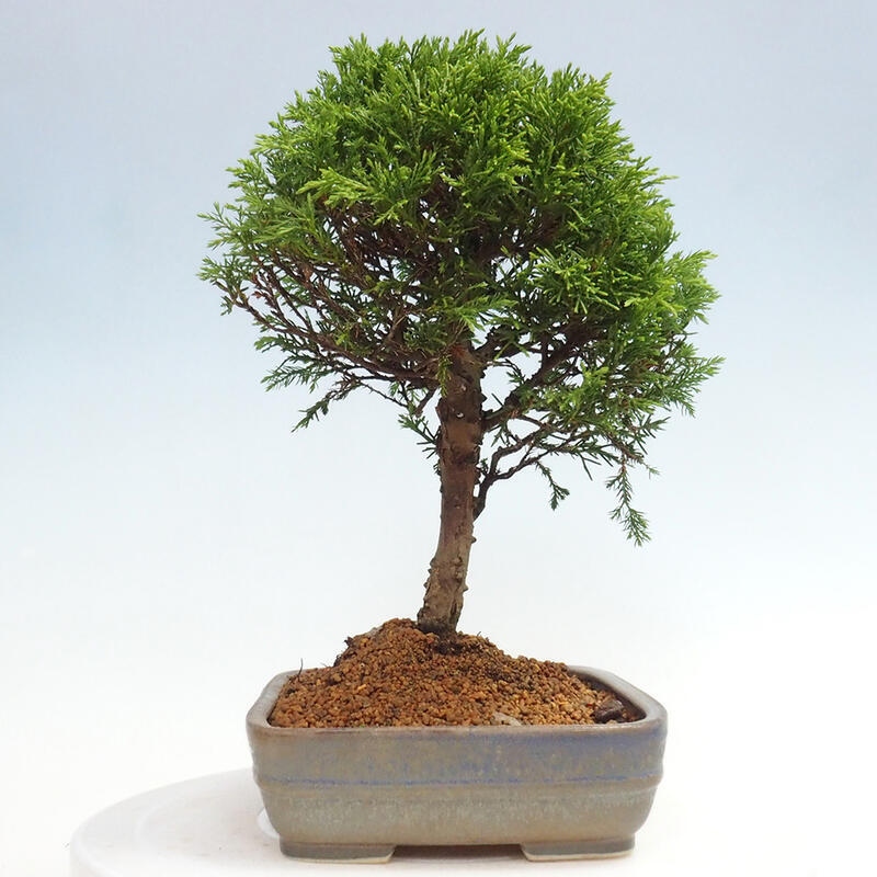 Vonkajší bonsai - Juniperus chinensis Itoigawa -Jalovec čínsky